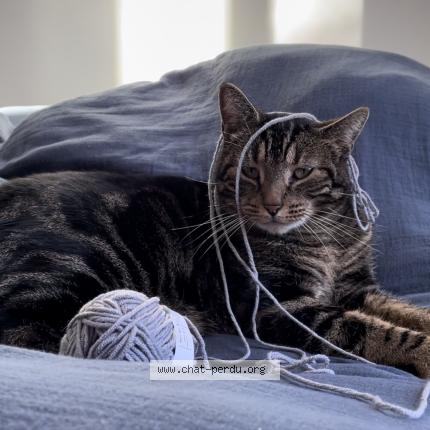 Photo 1/1 MOUKI Chat perdu à Vergeroux