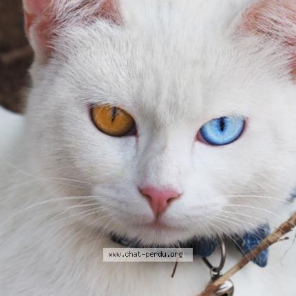 Photo 1/1 Ange Chat perdu à Mondonville