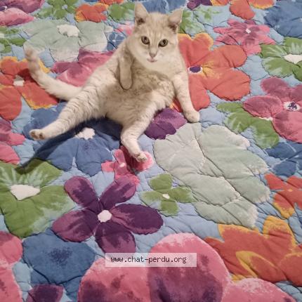 Photo 1/1 DIVA Chat perdu à Budos