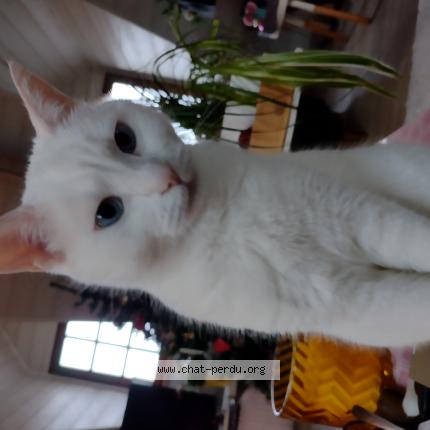 Photo 1/1 Chat retrouvé Perdu à Saint Malo
