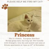 Photo de chat perdu à Nairobi