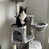 Photo de chat perdu à La Boissiere Ecole