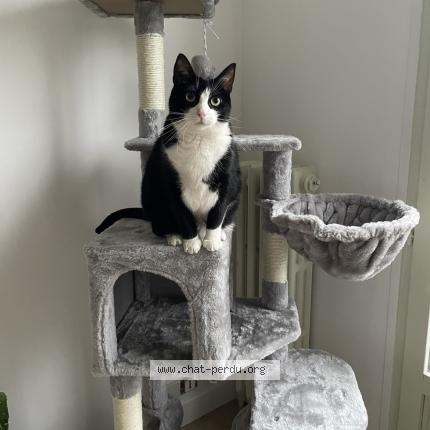 Photo 1/1 MILA Chat perdu à La boissiere ecole