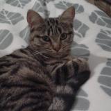 Photo de chat perdu à Lalizolle