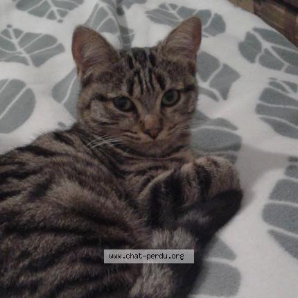 Photo 1/1 Pixelle Chat perdu à Lalizolle