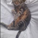 Photo de chat perdu à Penfeld Bohars