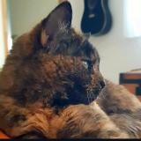 Photo de chat perdu à Rigarda