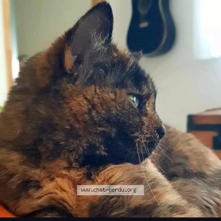Photo 1/1 Java Chat perdu à Rigarda