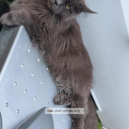 Photo de chat perdu à Gaillac Toulza Toulza