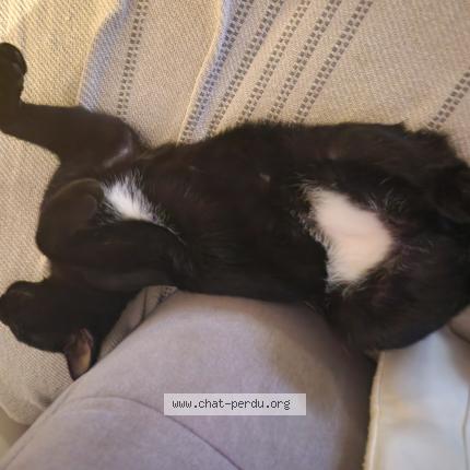 Photo 1/1 Titi Chat perdu à Saint germain beaupre