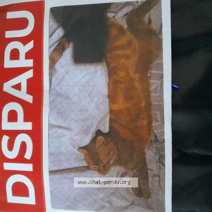 Photo 1/1 Tigroux Roux Chat perdu à Limeil brevannes