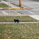 Photo de chat trouvé à Kiel