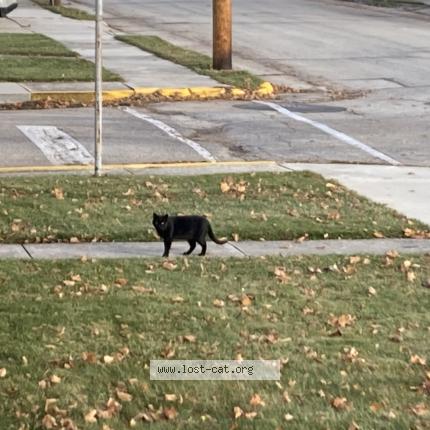 Photo 1/1 Chat trouvé Trouvé à Kiel