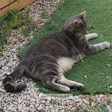 Photo 1/1 Tigresse Chat perdu à Pelissanne