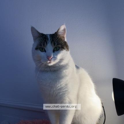 Photo 2/5 Mimi Chat perdu à Drancy