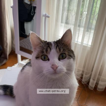 Photo 3/5 Mimi Chat perdu à Drancy