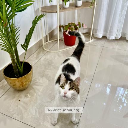 Photo 4/5 Mimi Chat perdu à Drancy