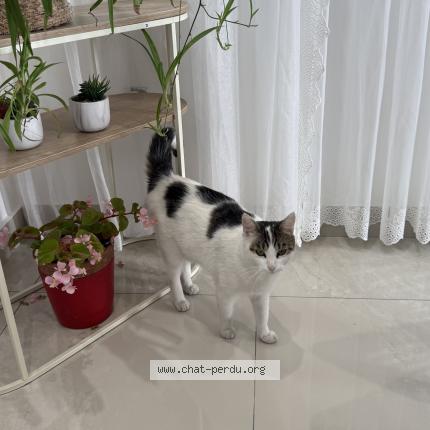 Photo 5/5 Mimi Chat perdu à Drancy