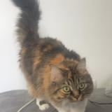 Photo de chat perdu à Boe