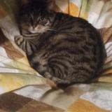 Photo de chat perdu à Vesoul