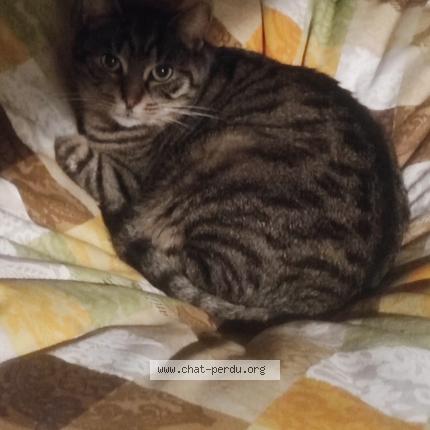 Photo 1/1 Pompon Chat perdu à Vesoul