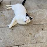 Photo de chat trouvé à Villeneuve Sur Lot