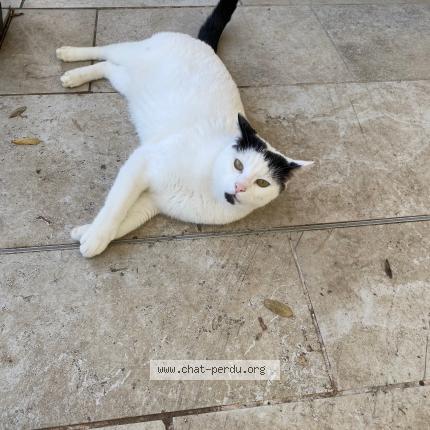 Photo 1/1 Chat trouvé Trouvé à Villeneuve sur lot