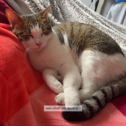 Photo 1/1 simba Chat perdu à Rognonas