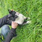 Photo de chat trouvé à Rancon