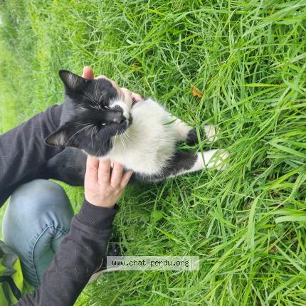 Photo 1/1 Chat trouvé Trouvé à Rancon