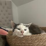 Photo de chat trouvé à Vannes