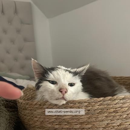 Photo 1/1 Chat trouvé Trouvé à Vannes