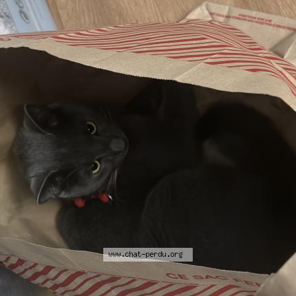 Photo 1/1 Pocket Chat perdu à Issoudun