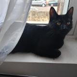 Photo de chat perdu à Dijon