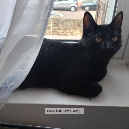 Photo 1/1 Minouche Chat perdu à Dijon