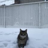 Photo de chat perdu à Sainte Julie