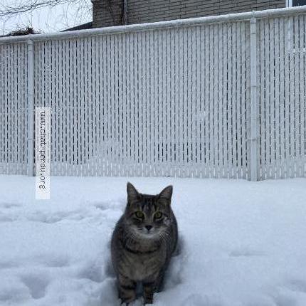 Photo 1/1 Mimi Chat perdu à Sainte julie