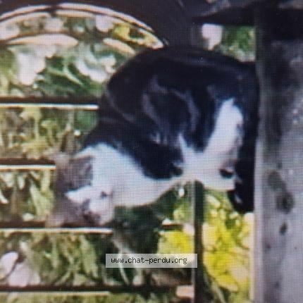 Photo 1/1 Chat trouvé Trouvé à Etiolles