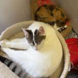 Photo de chat perdu à Spy