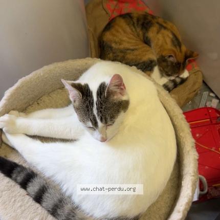 Photo 1/1 Bianca Chat perdu à Spy