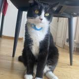 Photo de chat perdu à Tremblay En France