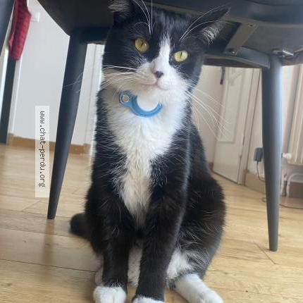 Photo 1/2 Cece Chat perdu à Tremblay en france