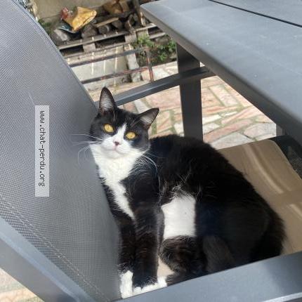 Photo 2/2 Cece Chat perdu à Tremblay en france