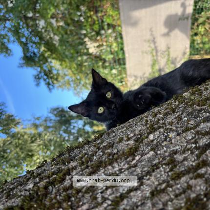 Photo de chat perdu à Besancon