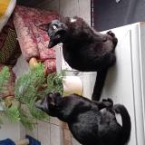 Photo de chat perdu à Plounevez Lochrist