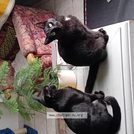 Photo 1/1 Chat retrouvé Perdu à Plounevez lochrist