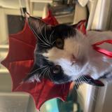 Photo de chat perdu à Santa Ana