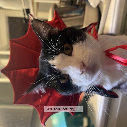 Photo 1/1 Stinky Chat perdu à Santa ana