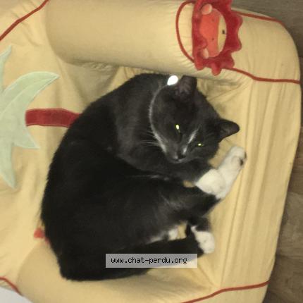 Photo 1/1 Princesse Chat perdu à Ludres