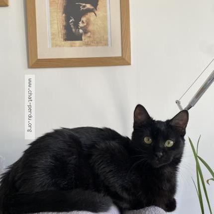 Photo de chat perdu à Besancon